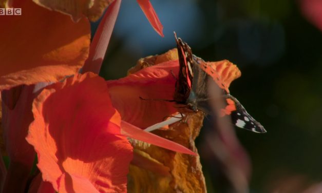EVERYDAY GARDENING AS RADICAL THOUGHT by Elke Weissmann