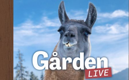 Fig. 4: SVT’s Gården: Live is targeted at the audience of the children’s channel SVT Barn which targets younger children (3-6-year olds) as well as older children (7-11-year olds).